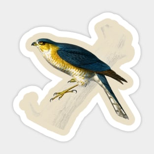 Vintage eurasian sparrowhawk bird-animalia clothing Sticker